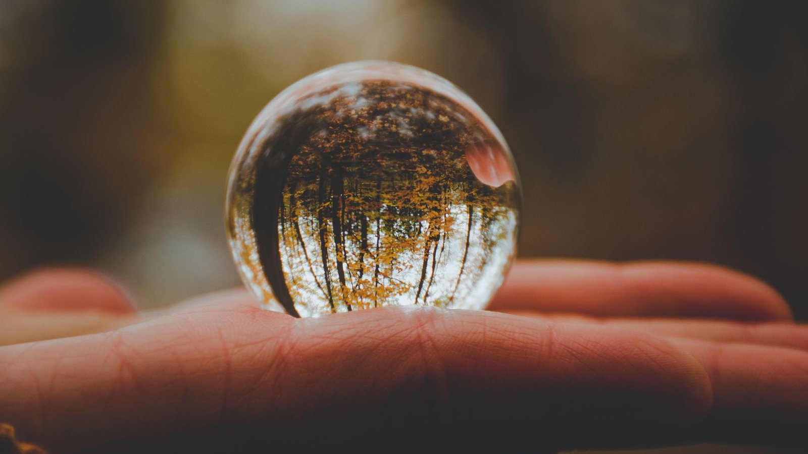 Hand holding a crystal ball reflecting trees